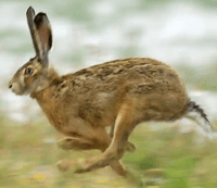 Hare Route